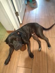 Found/Stray Male Dog last seen Opp and Wilmington boulevard, Los Angeles, CA 90744