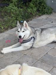 Found/Stray Female Dog last seen Grange//daniel parkway, Washington, IL 61571
