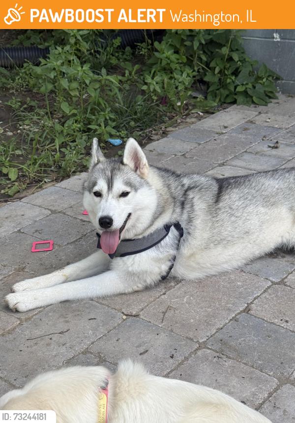 Found/Stray Female Dog last seen Grange//daniel parkway, Washington, IL 61571