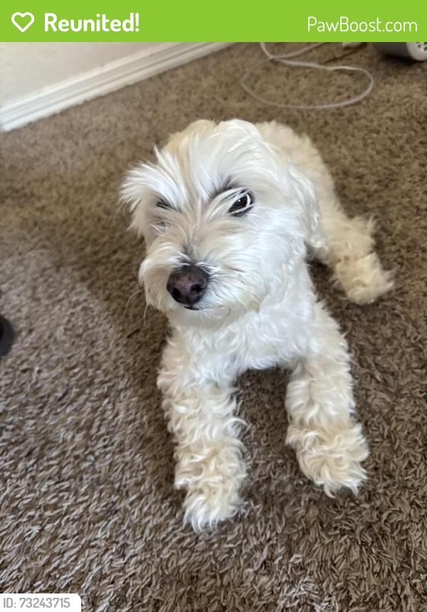 Reunited Female Dog last seen Arlington, TX, USA, Arlington, TX 76012