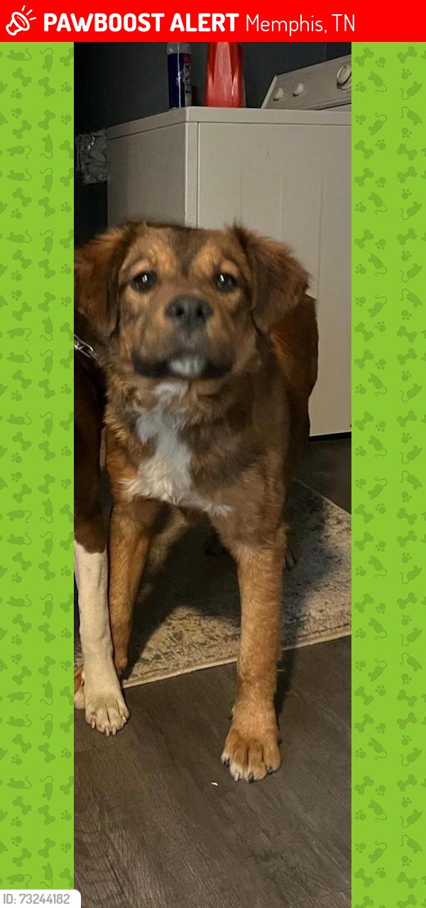Lost Male Dog last seen Carrigton rd Memphis, Memphis, TN 38111