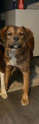 Lost Male Dog last seen Carrigton rd Memphis, Memphis, TN 38111