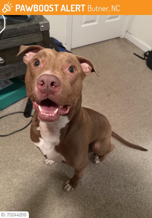 Found/Stray Male Dog last seen Central avenue, Butner, NC 27509