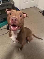 Found/Stray Male Dog last seen Central avenue, Butner, NC 27509