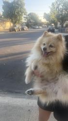 Reunited Male Dog last seen Carver St, San Jose, CA 95127, USA, San Jose, CA 95127