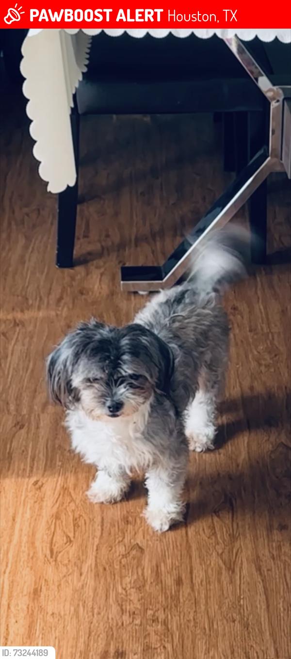 Lost Female Dog last seen Bissonet, Houston, TX 77099