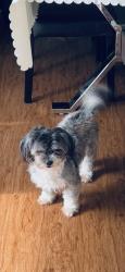 Lost Female Dog last seen Bissonet, Houston, TX 77099