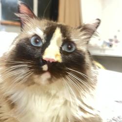 Lost Female Cat last seen Walnut Square, Carmichael, CA 95608