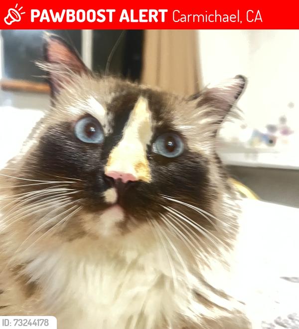 Lost Female Cat last seen Walnut Square, Carmichael, CA 95608