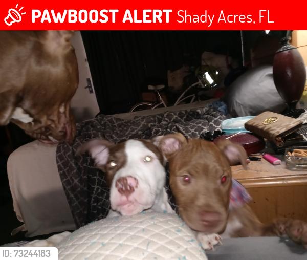 Lost Female Dog last seen Pitbull, Shady Acres, FL 34653