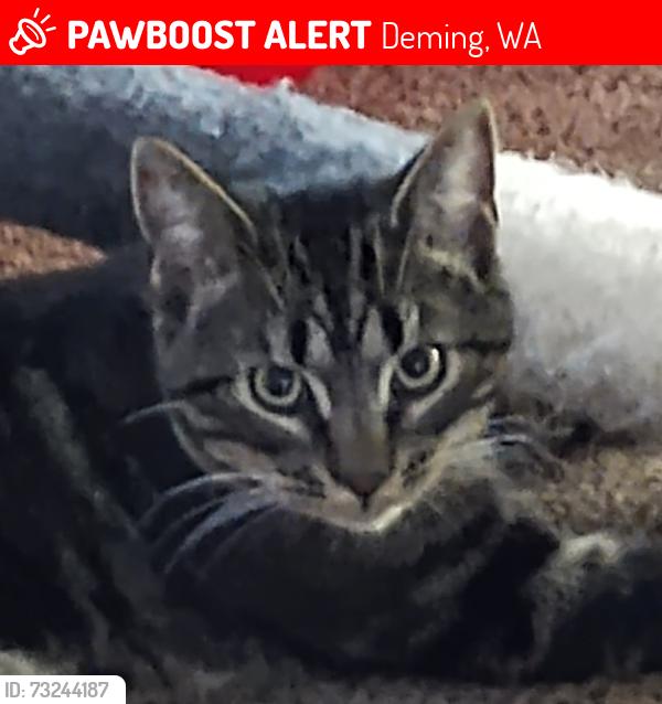 Lost Male Cat last seen My Baker Hwy/Holmes Rd, Deming, WA 98244