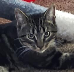 Lost Male Cat last seen My Baker Hwy/Holmes Rd, Deming, WA 98244