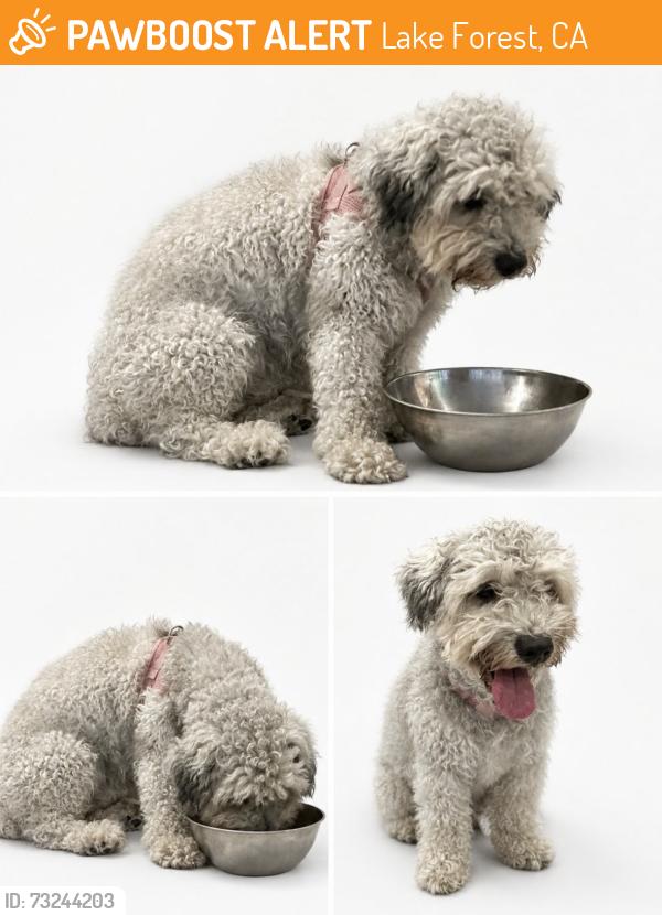 Found/Stray Male Dog last seen Lake Forest, Lake Forest, CA 92630
