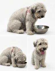 Found/Stray Male Dog last seen Lake Forest, Lake Forest, CA 92630