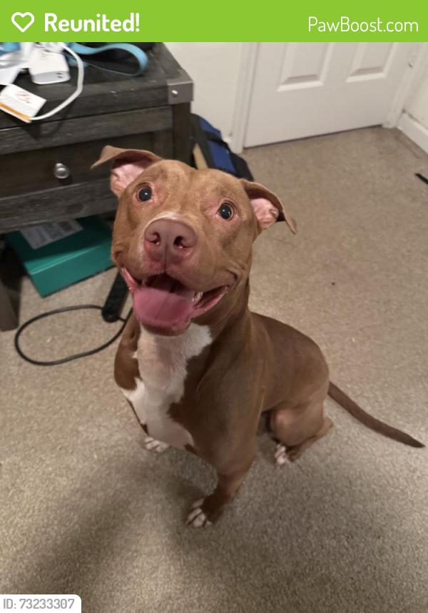 Reunited Male Dog last seen Wake Forest, NC, USA, Wake Forest, NC 27587