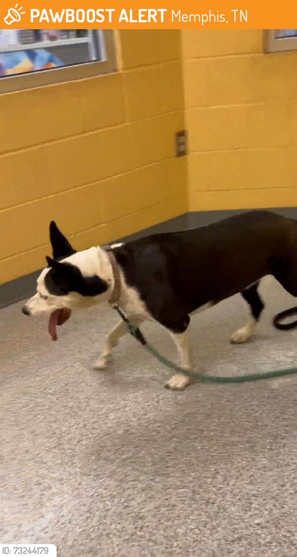 Found/Stray Female Dog last seen Is at Memphis animal services, Memphis, TN 38133