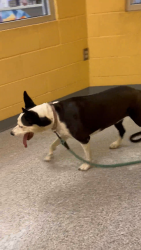 Found/Stray Female Dog last seen Is at Memphis animal services, Memphis, TN 38133