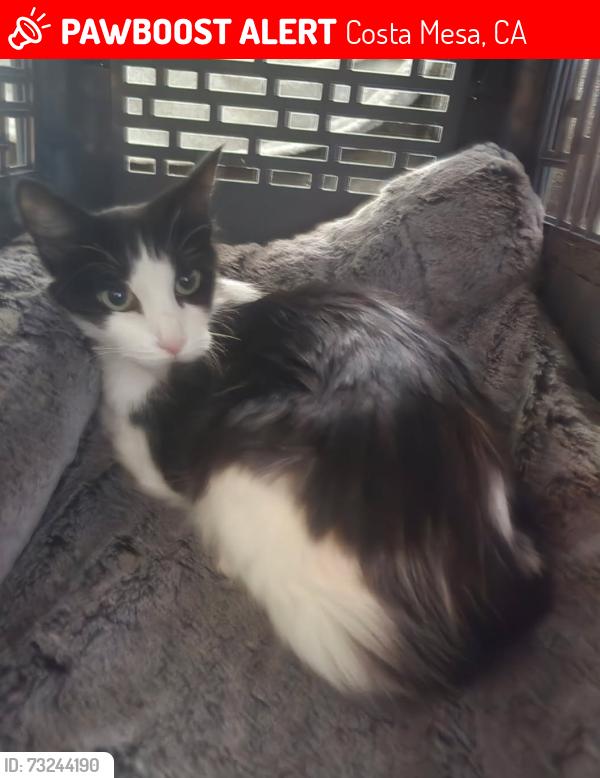 Lost Female Cat last seen Harbor Blvd and Fair Costa Mesa, ca, Costa Mesa, CA 92626