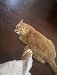 Lost Male Cat last seen Robie, Buffalo, NY 14214
