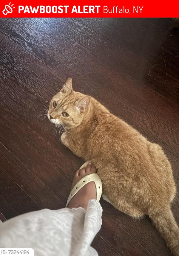 Lost Male Cat last seen Robie, Buffalo, NY 14214