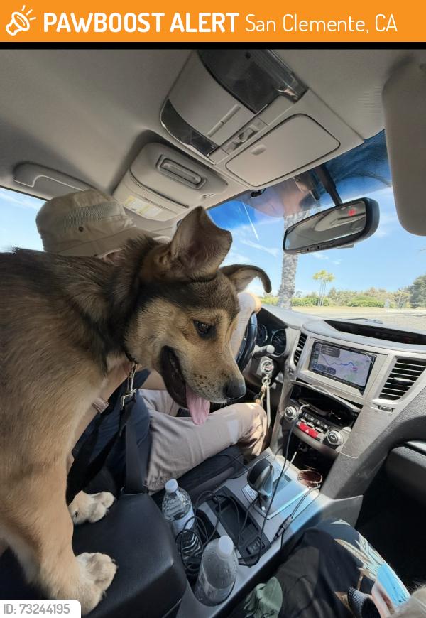 Found/Stray Female Dog last seen Creek Side Dog Park 25743 Stonehill Rd, San Clemente, CA 92672