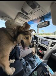 Found/Stray Female Dog last seen Creek Side Dog Park 25743 Stonehill Rd, San Clemente, CA 92672