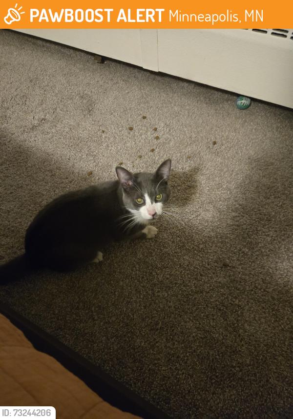 Found/Stray Male Cat last seen Loring, Minneapolis, MN 55403