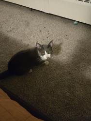 Found/Stray Male Cat last seen Loring, Minneapolis, MN 55403