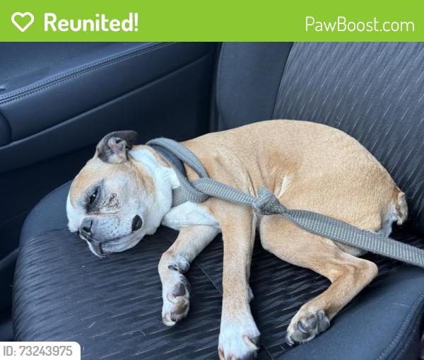 Reunited Male Dog last seen 53rd Ave SE, Lacey, Washington 98593, Lacey, WA 98503