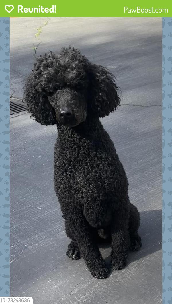Reunited Male Dog last seen Last seen behind the Chevron on Woodside Rd in Woodside, Woodside, CA 94062