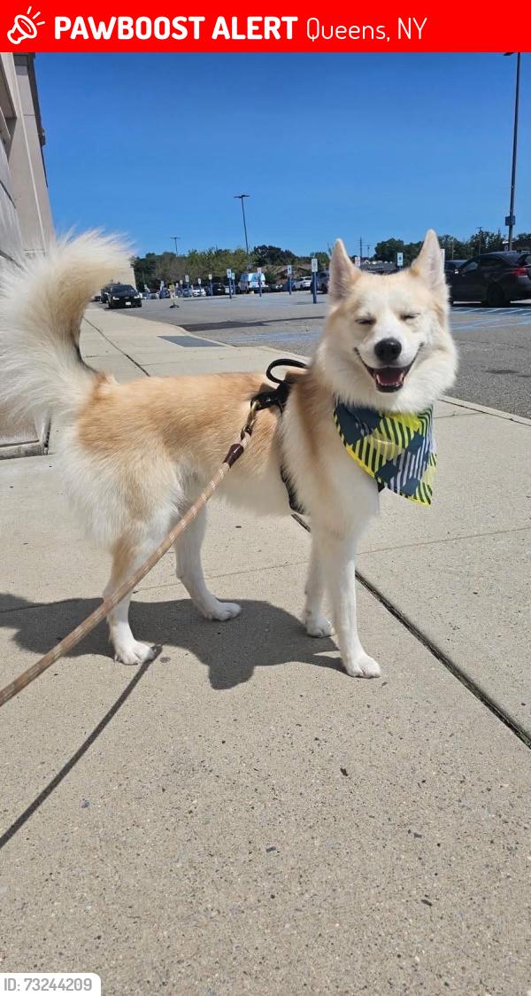 Lost Male Dog last seen Mayville st, Queens, NY 11412
