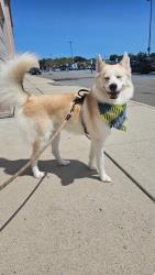 Lost Male Dog last seen Mayville st, Queens, NY 11412