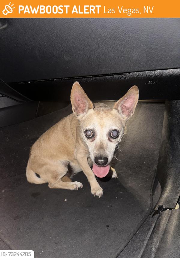 Found/Stray Female Dog last seen Laurelglen off Anasazi in Summerlin, Las Vegas, NV 89144