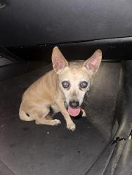Found/Stray Female Dog last seen Laurelglen off Anasazi in Summerlin, Las Vegas, NV 89144