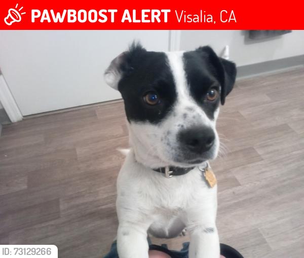 Lost Male Dog last seen near walmart on noble ave, Visalia, CA 93277