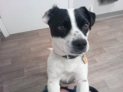 Lost Male Dog last seen near walmart on noble ave, Visalia, CA 93277
