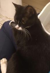 Found/Stray Female Cat last seen Old Savannah Lane, Withamsville, OH 45245