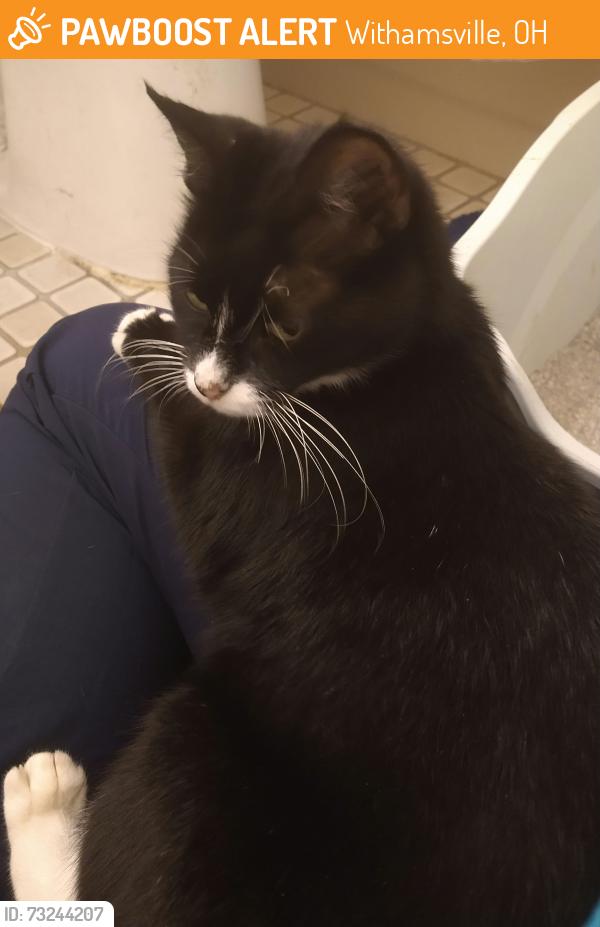 Found/Stray Female Cat last seen Old Savannah Lane, Withamsville, OH 45245
