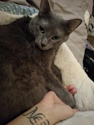 Reunited Male Cat last seen Testa dr. And birch ln., Justice, IL 60458