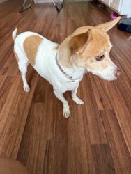 Found/Stray Female Dog last seen On a neighborhood street just past the school, St. Cloud, FL 34769