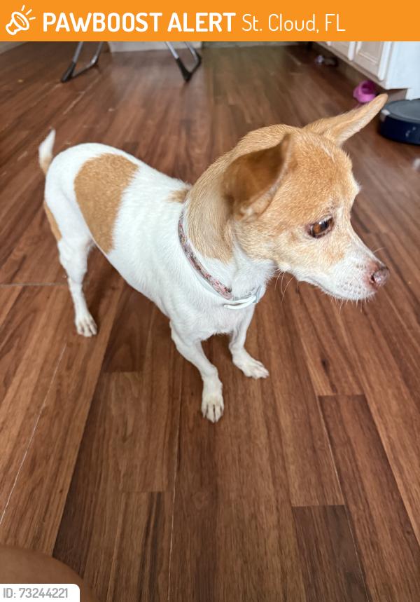 Found/Stray Female Dog last seen On a neighborhood street just past the school, St. Cloud, FL 34769