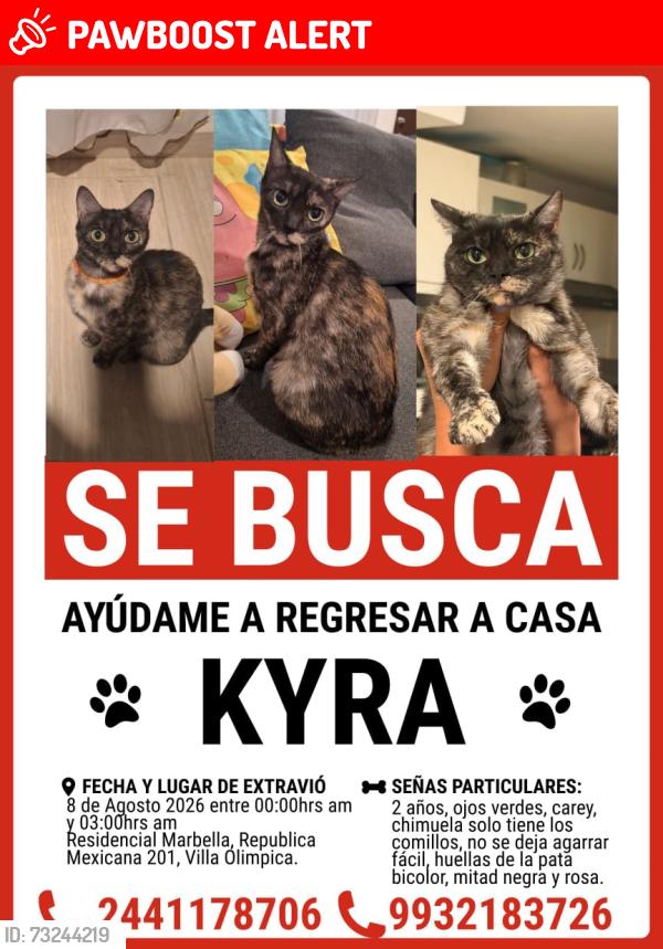 Lost Female Cat last seen Alamo y dinamarca, Heroica Puebla de Zaragoza, Pue. 