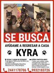 Lost Female Cat last seen Alamo y dinamarca, Heroica Puebla de Zaragoza, Pue. 