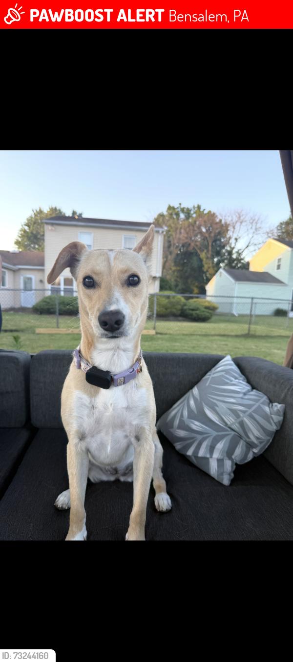 Lost Female Dog last seen Lexington ct Bensalem pa 19020, Bensalem, PA 19020