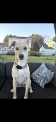 Lost Female Dog last seen Lexington ct Bensalem pa 19020, Bensalem, PA 19020