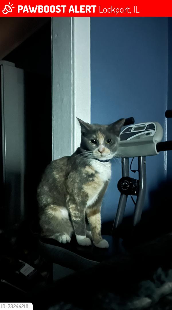 Lost Female Cat last seen Barry Ave Lockport ill, Lockport, IL 60441