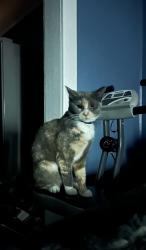 Lost Female Cat last seen Barry Ave Lockport ill, Lockport, IL 60441