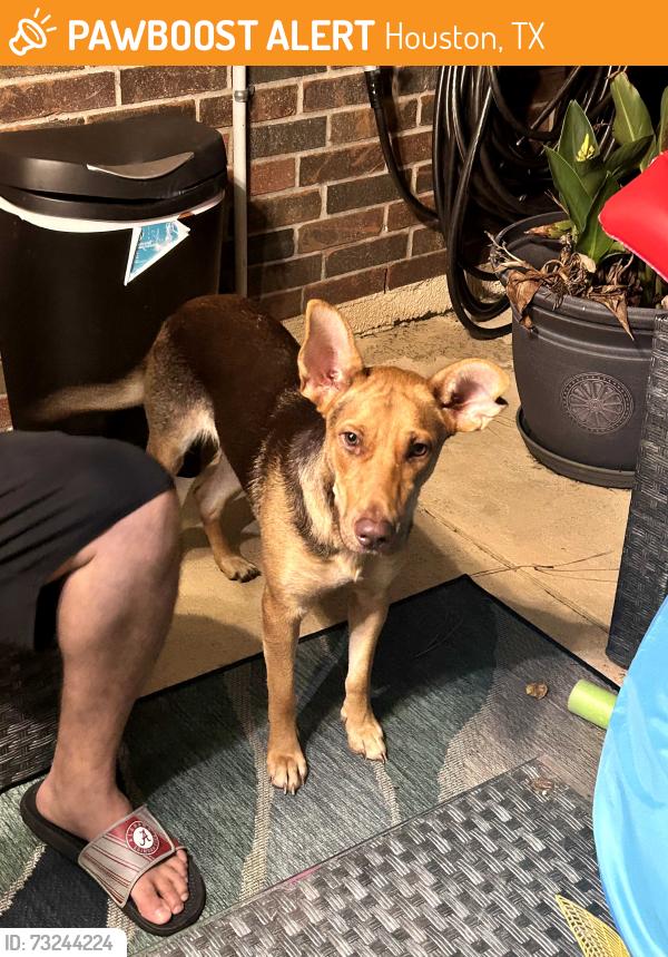 Found/Stray Female Dog last seen Dowdell and 2920, Houston, TX 77375