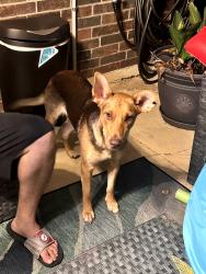 Found/Stray Female Dog last seen Dowdell and 2920, Houston, TX 77375