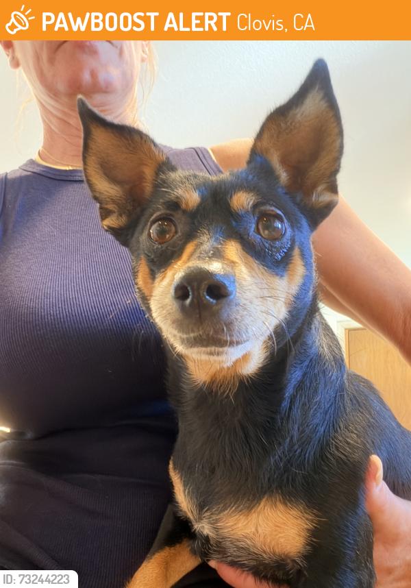 Found/Stray Female Dog last seen Bullard/168, Clovis, CA 93612